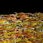 gaw_Muestair-Metamorphosis_15